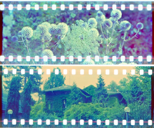 The film ...